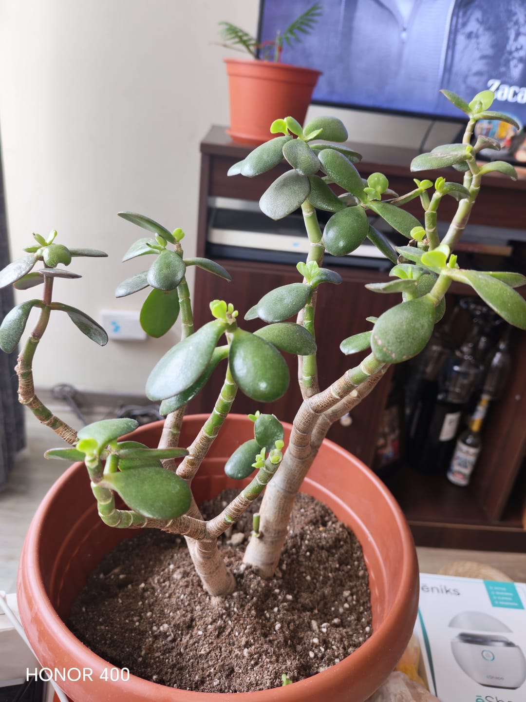 Customer photo review of ASEDIO® Limpiador Vegetal Concentrado para Plantas