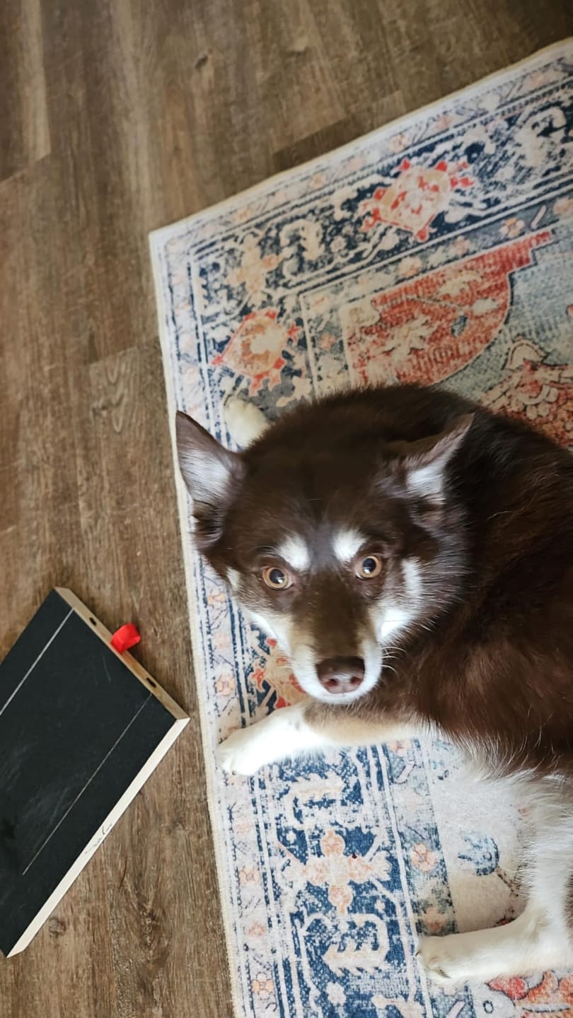 Customer photo review of Dog Nail Scratch Board with Treat Box – Stress Free Nail Filing for Dogs