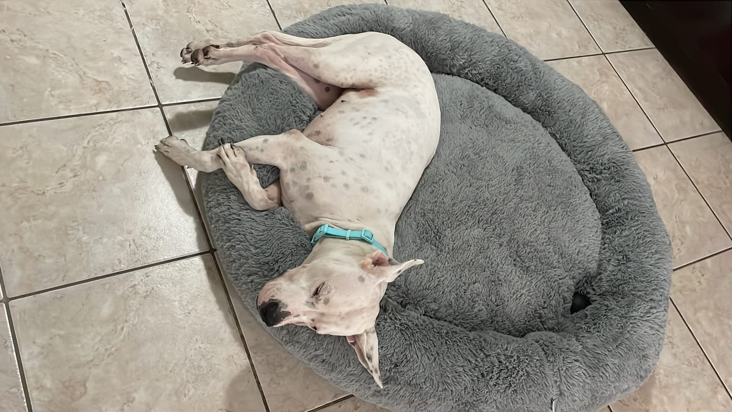 Customer photo review of Cobija Impermeable para Perros