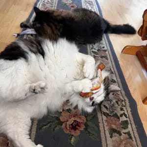Customer photo review of Electric Realistic Flopping Fish Cat Toys - 3 Pack