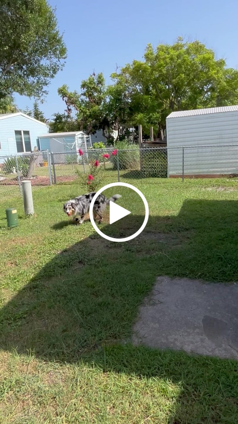 Customer video review of AIR PUP SPRINTERS - SET OF 4