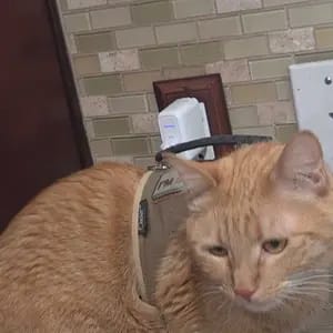 Customer photo review of Electric Realistic Flopping Fish Cat Toys - 3 Pack