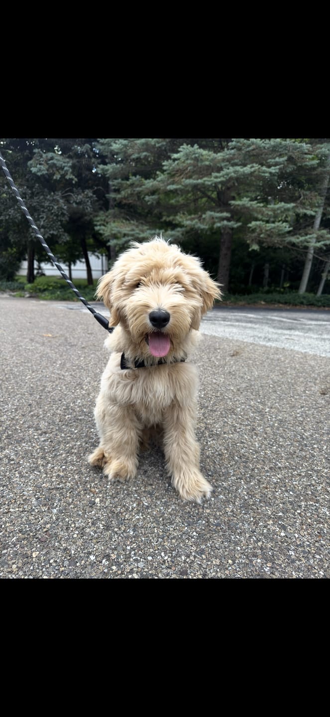 Customer photo review of No-Pull Harness [Free Today]