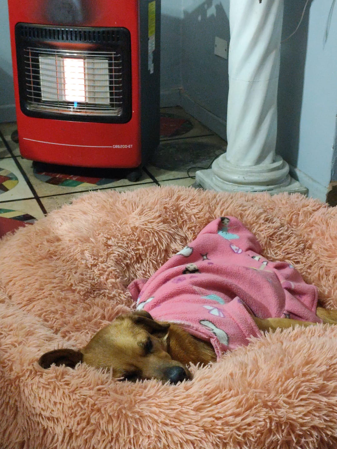 Customer photo review of Cama Anti-Estrés THE DOGS — Menos ansiedad, más descanso