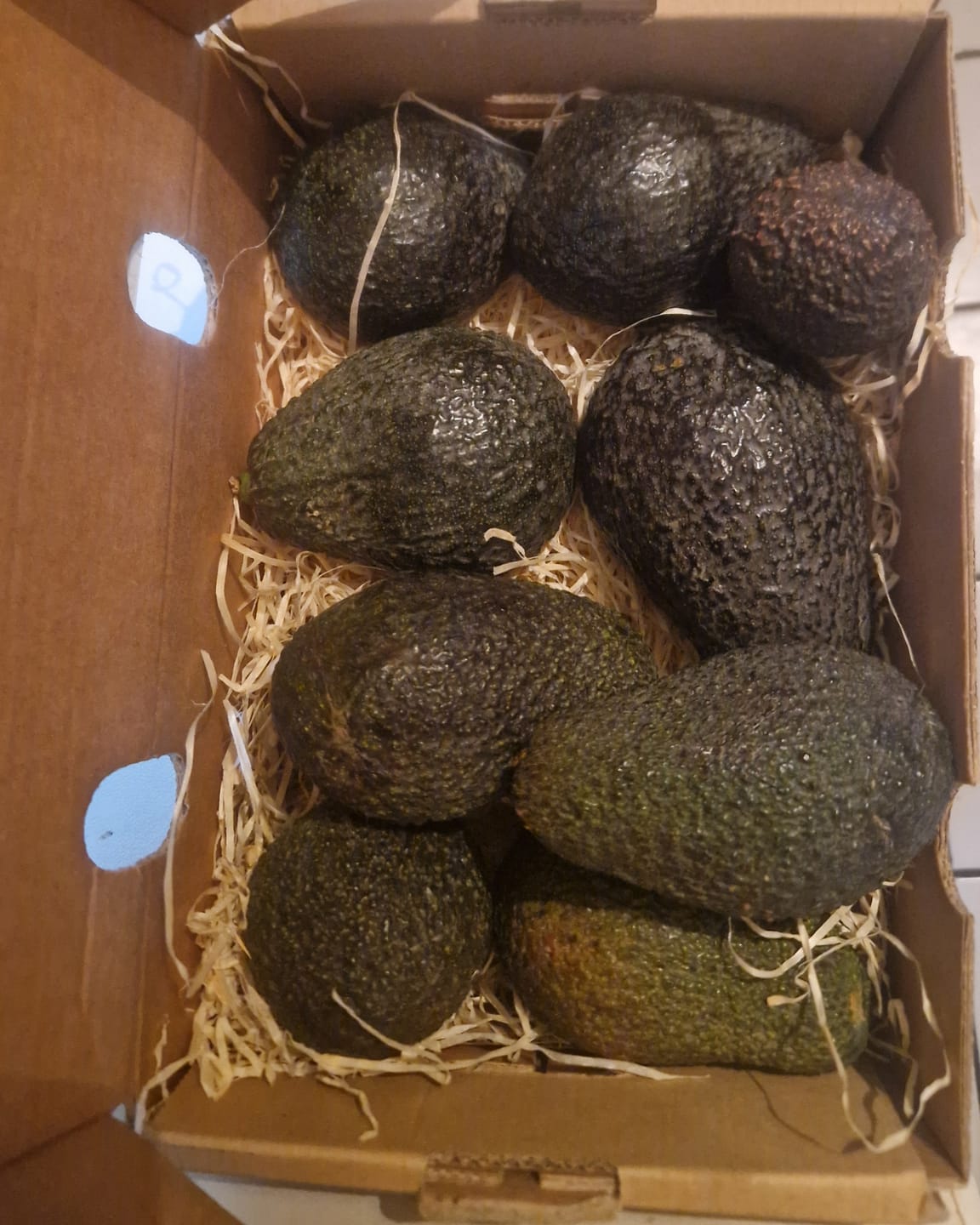 Customer photo review of Avocado Hass & Lamb Hass 15 Monate baumgereift von Julian