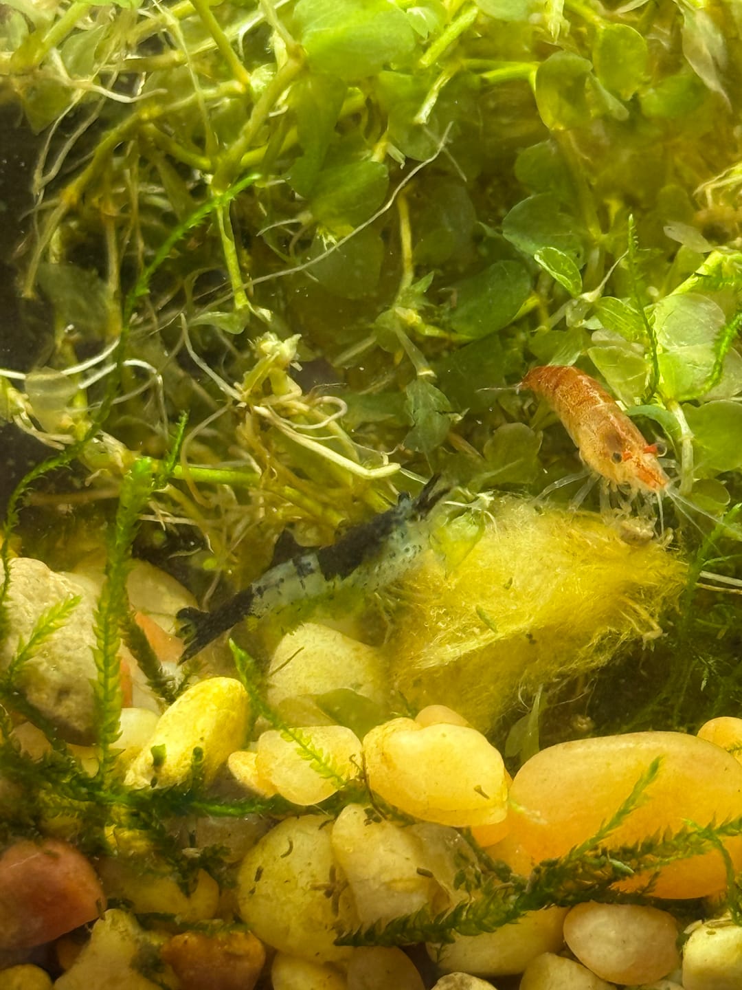 Customer photo review of Skittles Shrimp
