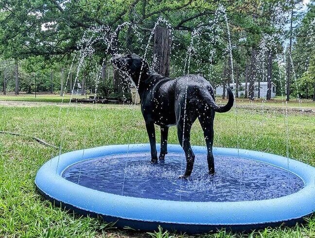 Customer photo review of Splash Cooling Dog Splash Pad
