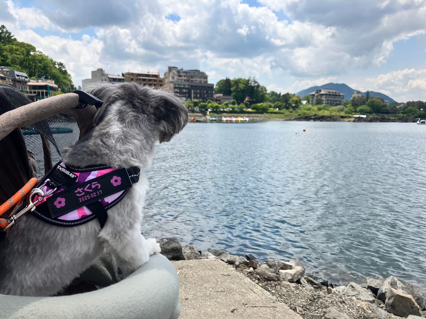 Customer photo review of 本物そっくり♪ペットフェイスバッグ