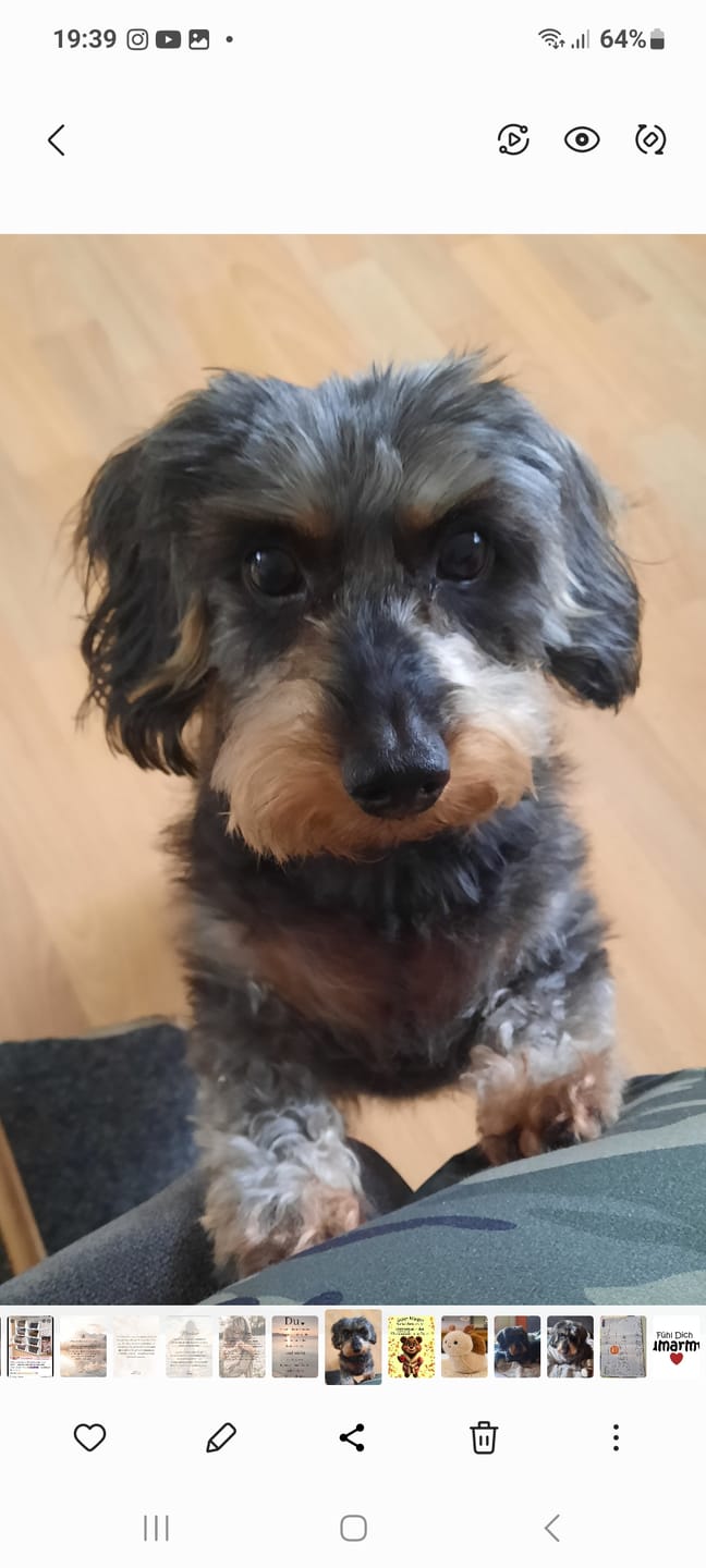 Customer photo review of PeppiPaste - Darmpower | Natürliche Darmpflege für Hunde | 220g