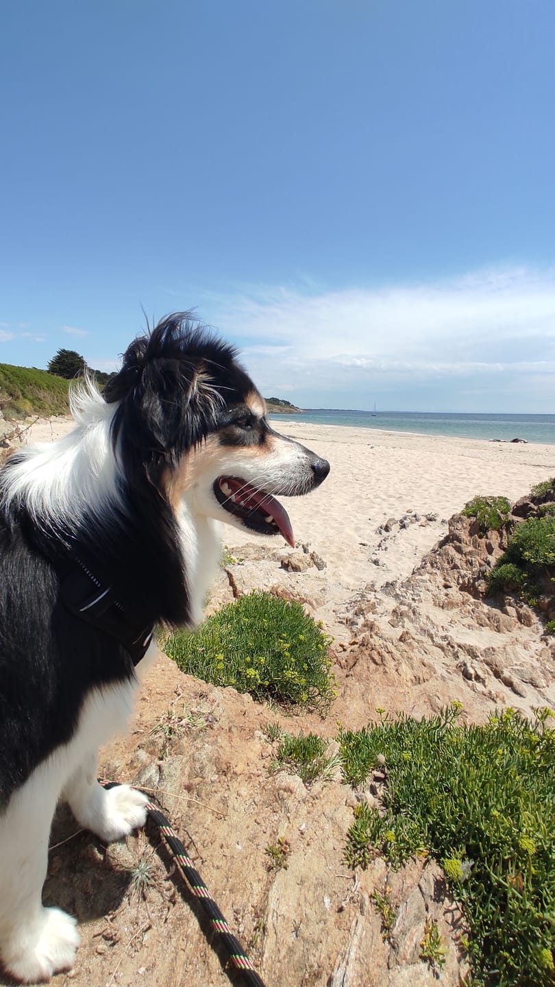 Customer photo review of Shampoing Sans Rinçage - Apaisant pour chien 🏔️
