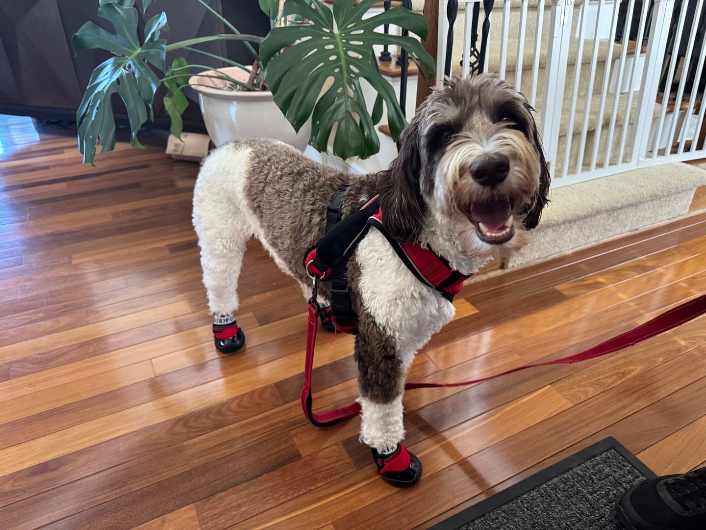 Customer photo review of AIR PUP DOG SHOES - SET OF 4