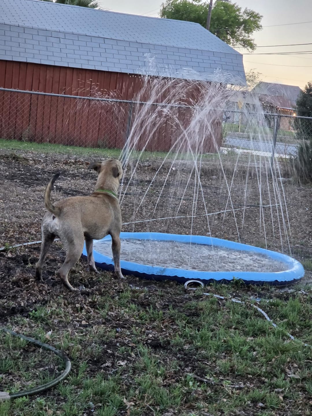 Customer photo review of Splash Cooling Dog Splash Pad