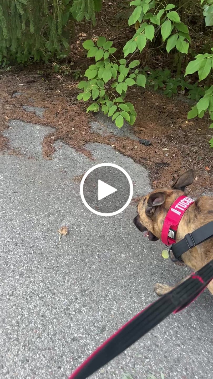 Customer video review of No Pull Bully Proof Harness