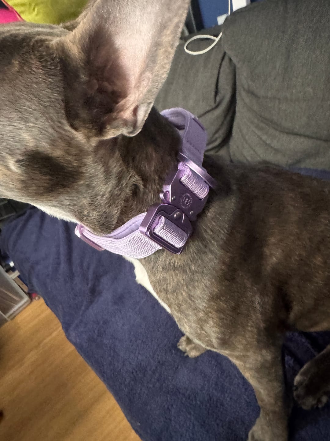 Customer photo review of 2.5cm Lighter Combat® Collar | With Handle & Secure Clip - Lavender X Ube