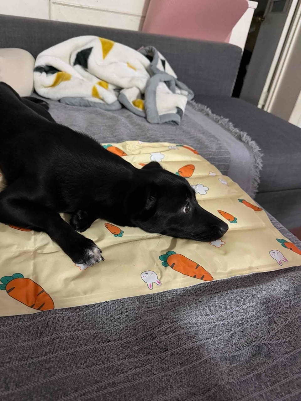 Customer photo review of Self-Cooling Pet Mat for Dogs & Cats