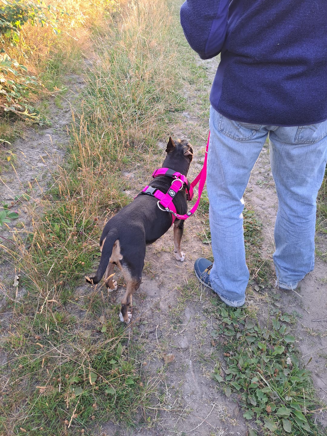 Customer photo review of Training Double Ended Dog Lead | 2m Length -  Magenta