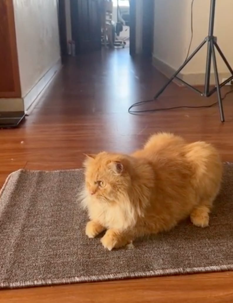 Customer photo review of Cat Scratching Mat