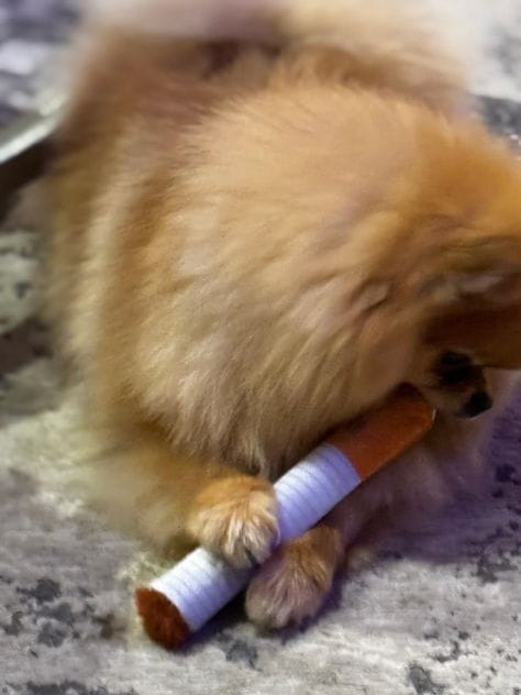 Customer photo review of Funny Cigarette-Shaped Dog Toy
