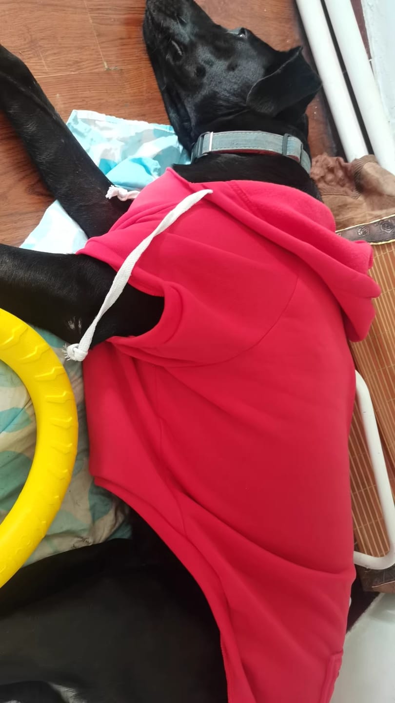 Customer photo review of Pet Hoodie – Soft Fleece Dog Clothes with Hood & Pocket