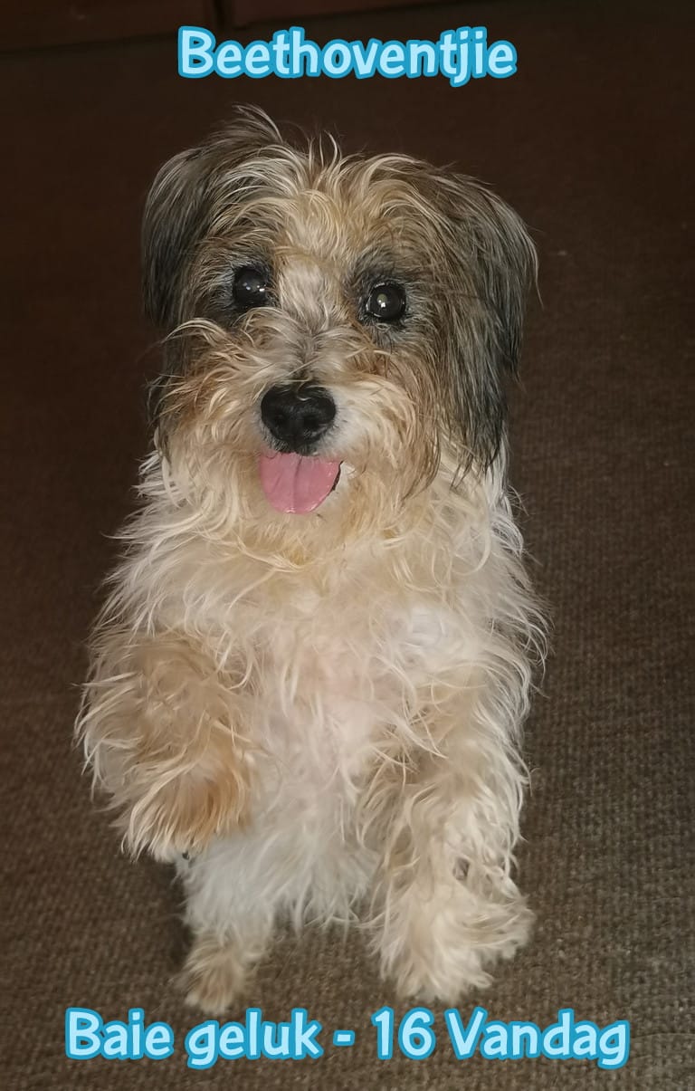 Customer photo review of Doggymin (Skin & Immunity Support For Dogs)