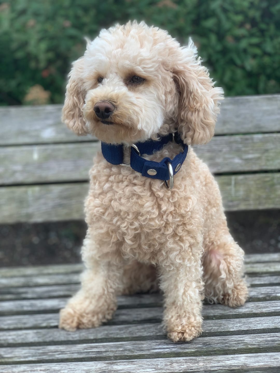 Customer photo review of Martingale Navy Blue - Brett fodrat halsband halvstryp