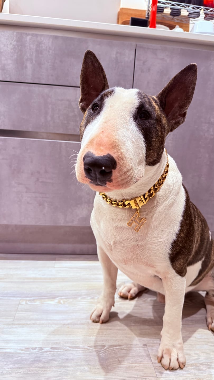 Customer photo review of Cuban Link Chain Dog Collar - Gold
