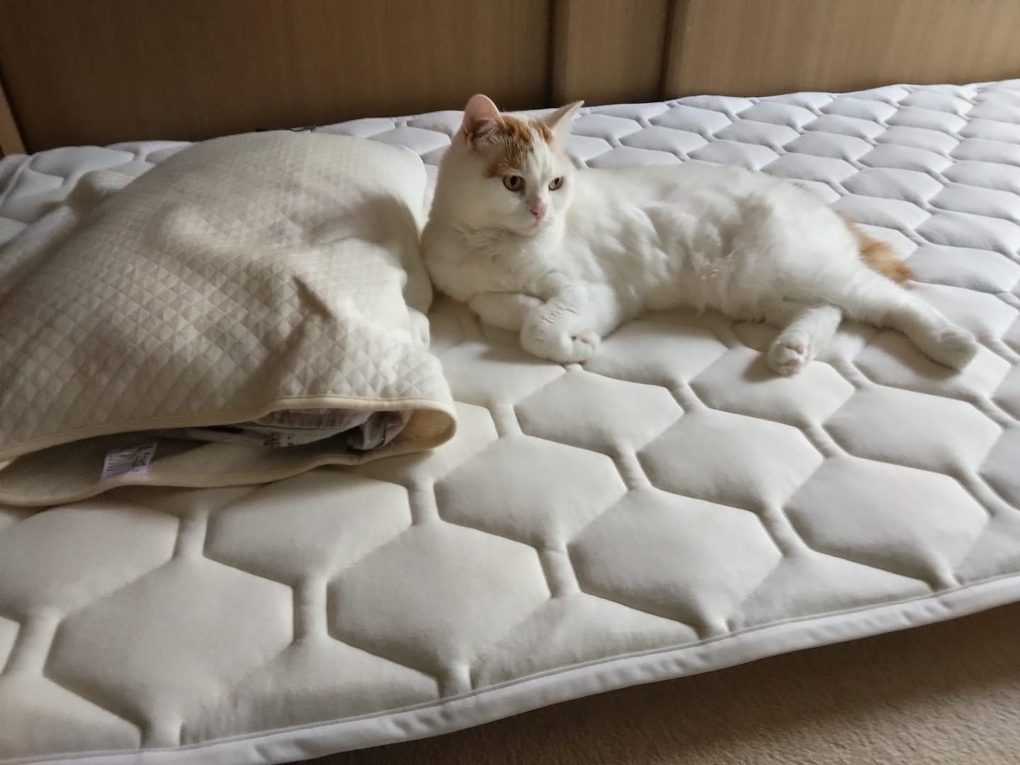 Customer photo review of SLEEP HEXAGON　ホルミシス敷パッド