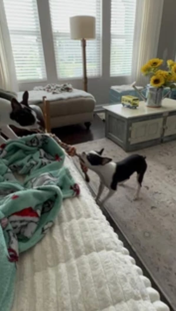 Customer photo review of Plush Non-Slip Pet Sofa Cover – Soft, Protective & Washable