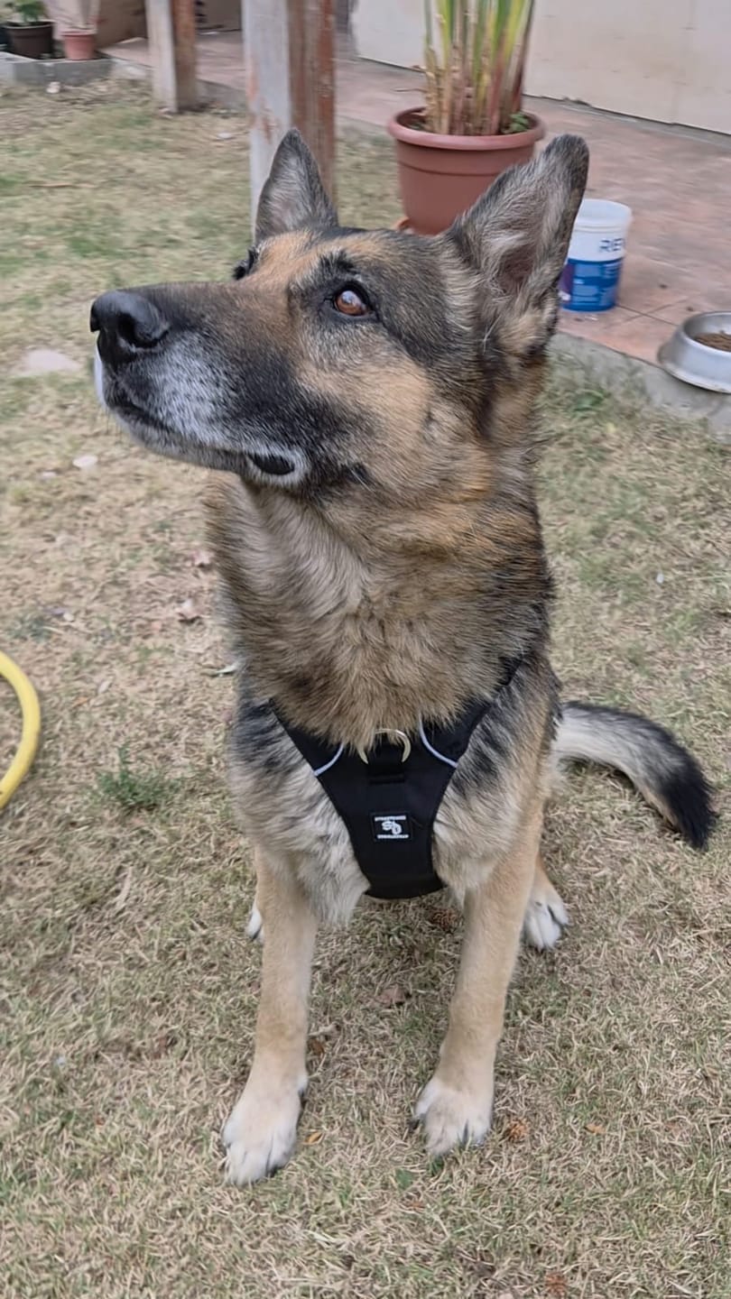 Customer photo review of Arnés Anti-Escape Security Fit para Perros - Street Dogs - Black