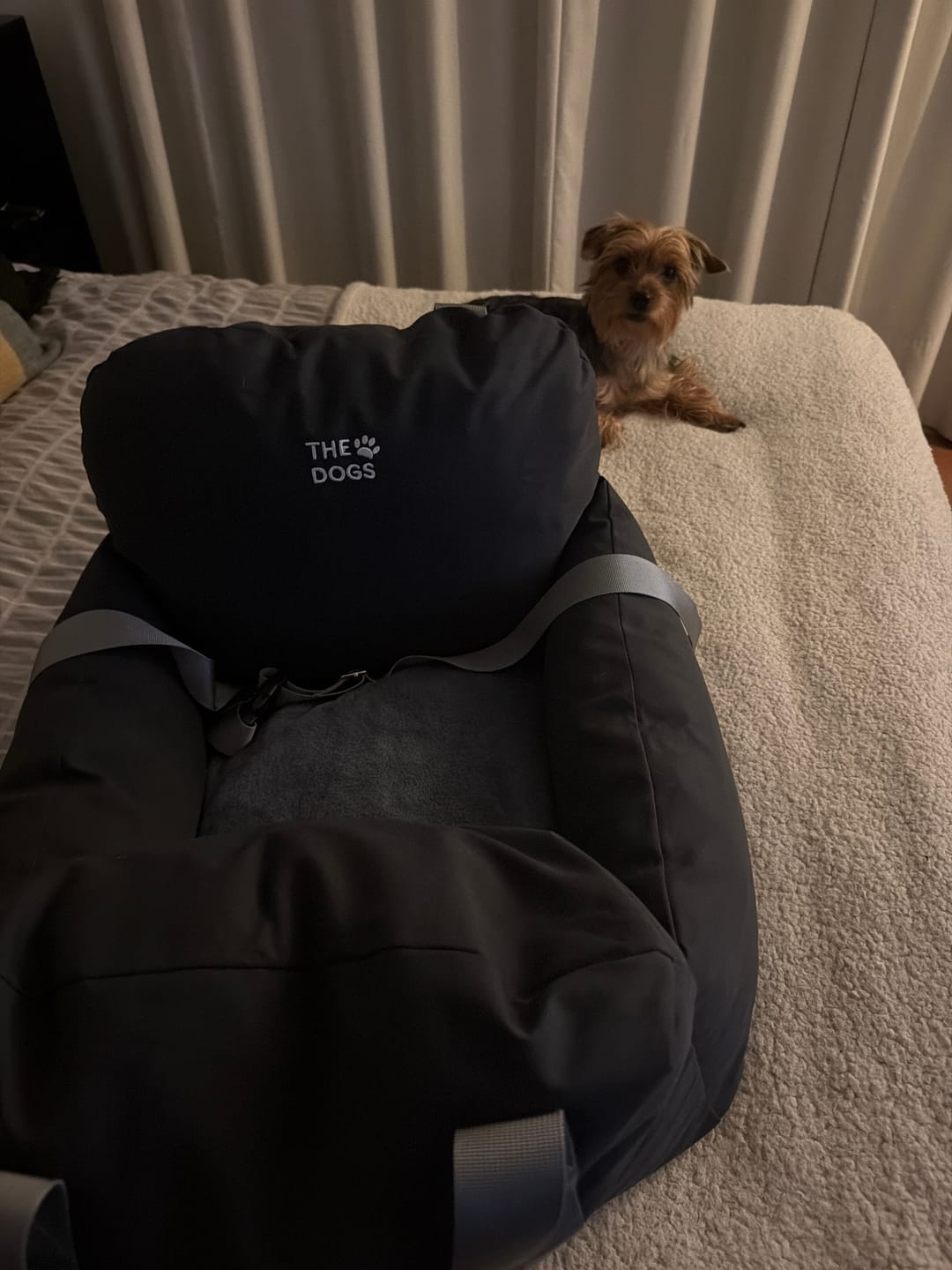 Customer photo review of Asiento Primera Clase THE DOGS — Viajes seguros y cómodos