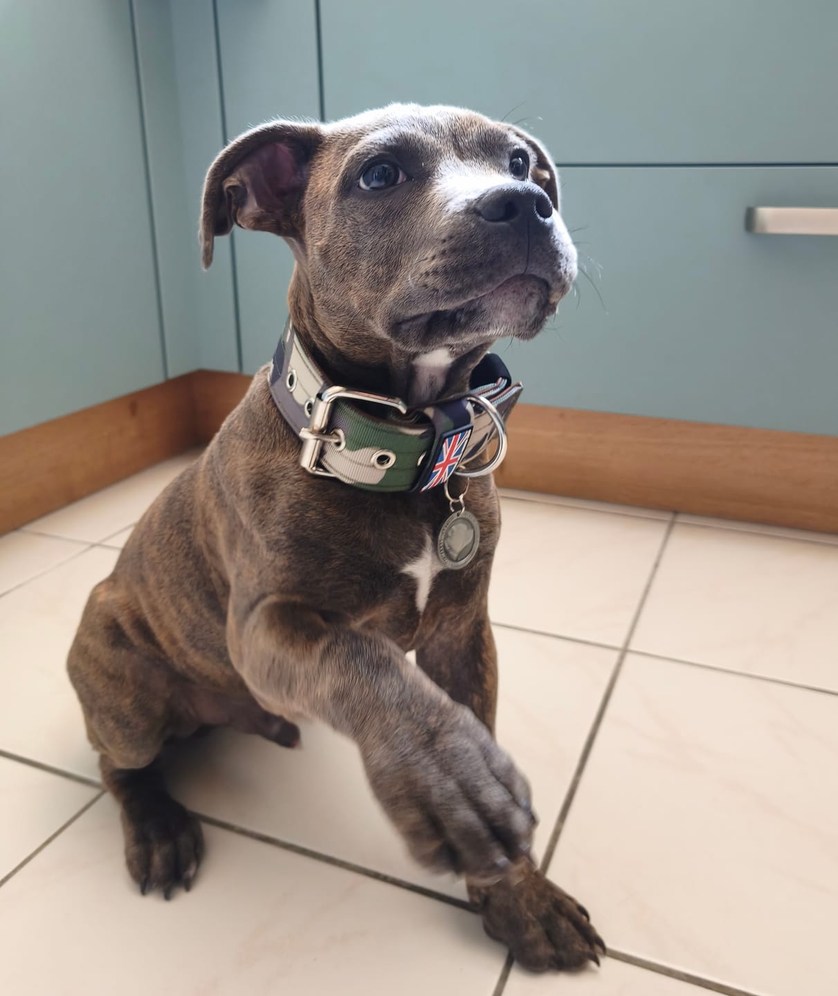 Customer photo review of Staffordshire Bull Terrier 1935® Nametag - Antique