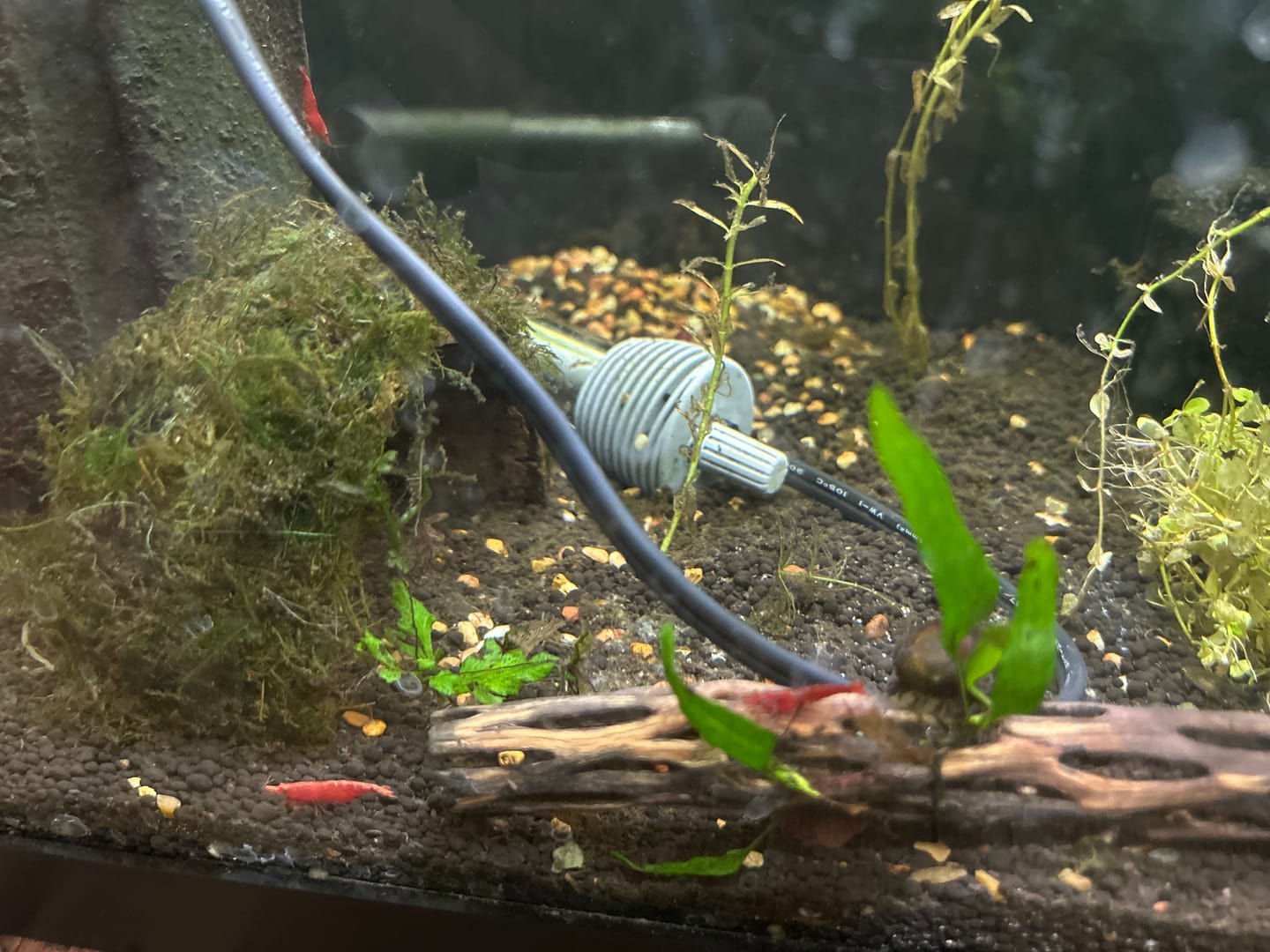 Customer photo review of Fire Red Cherry Shrimp