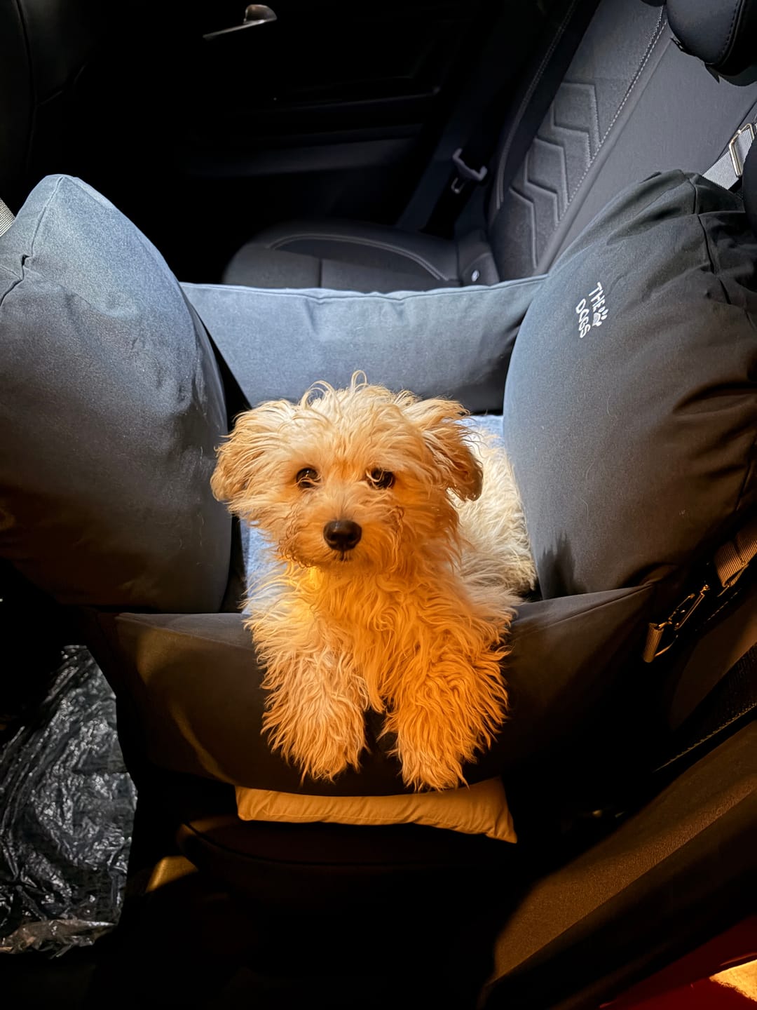 Customer photo review of Asiento Primera Clase THE DOGS — Viajes seguros y cómodos