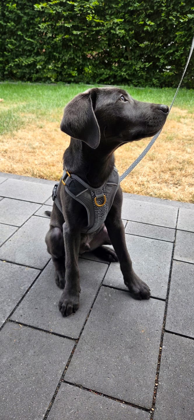 Customer photo review of Premium Hundegeschirr – Anthrazit/Eisblau - Kollektion Tres Chic