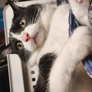Customer photo review of Electric Realistic Flopping Fish Cat Toys - 3 Pack