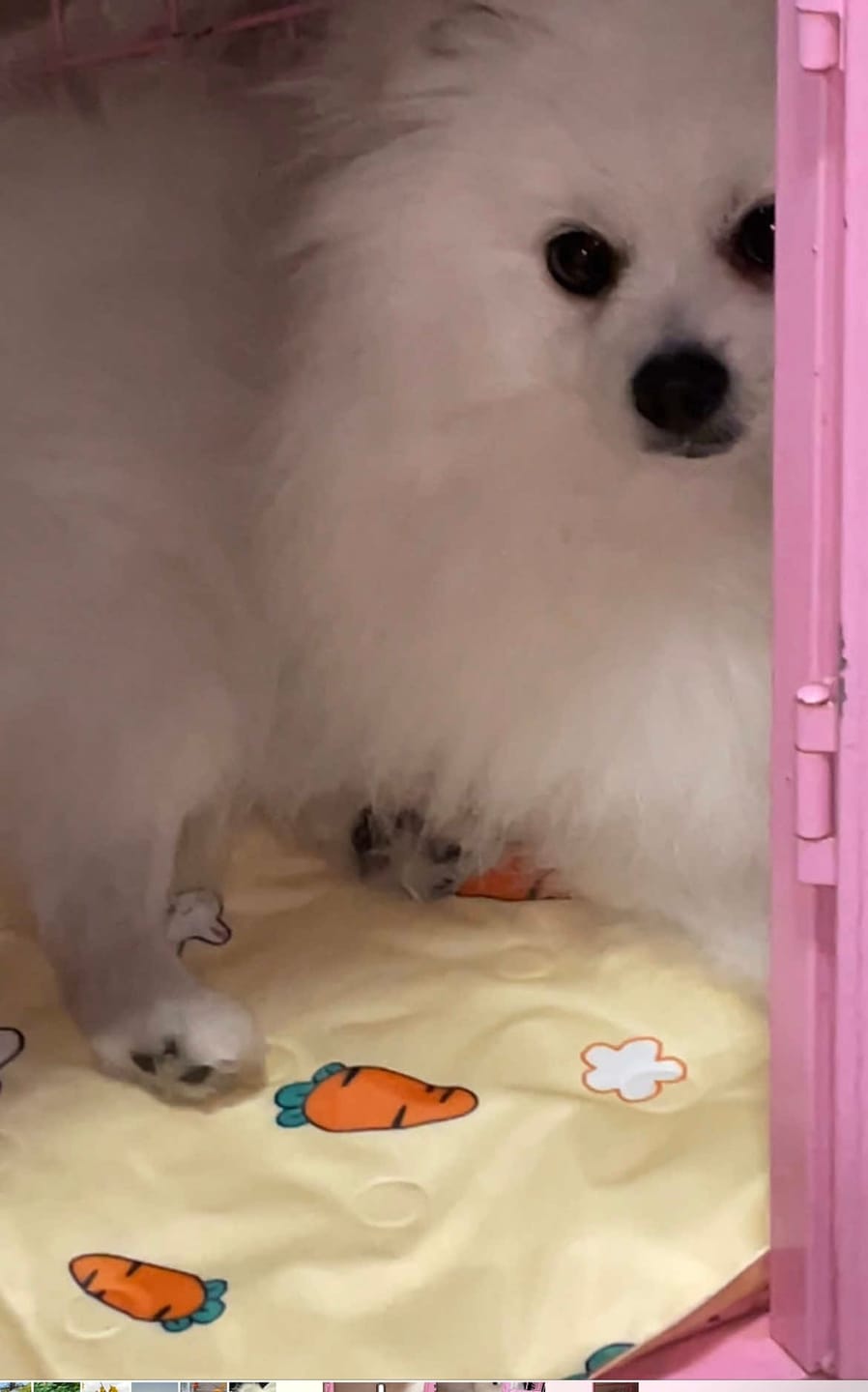 Customer photo review of Self-Cooling Pet Mat for Dogs & Cats