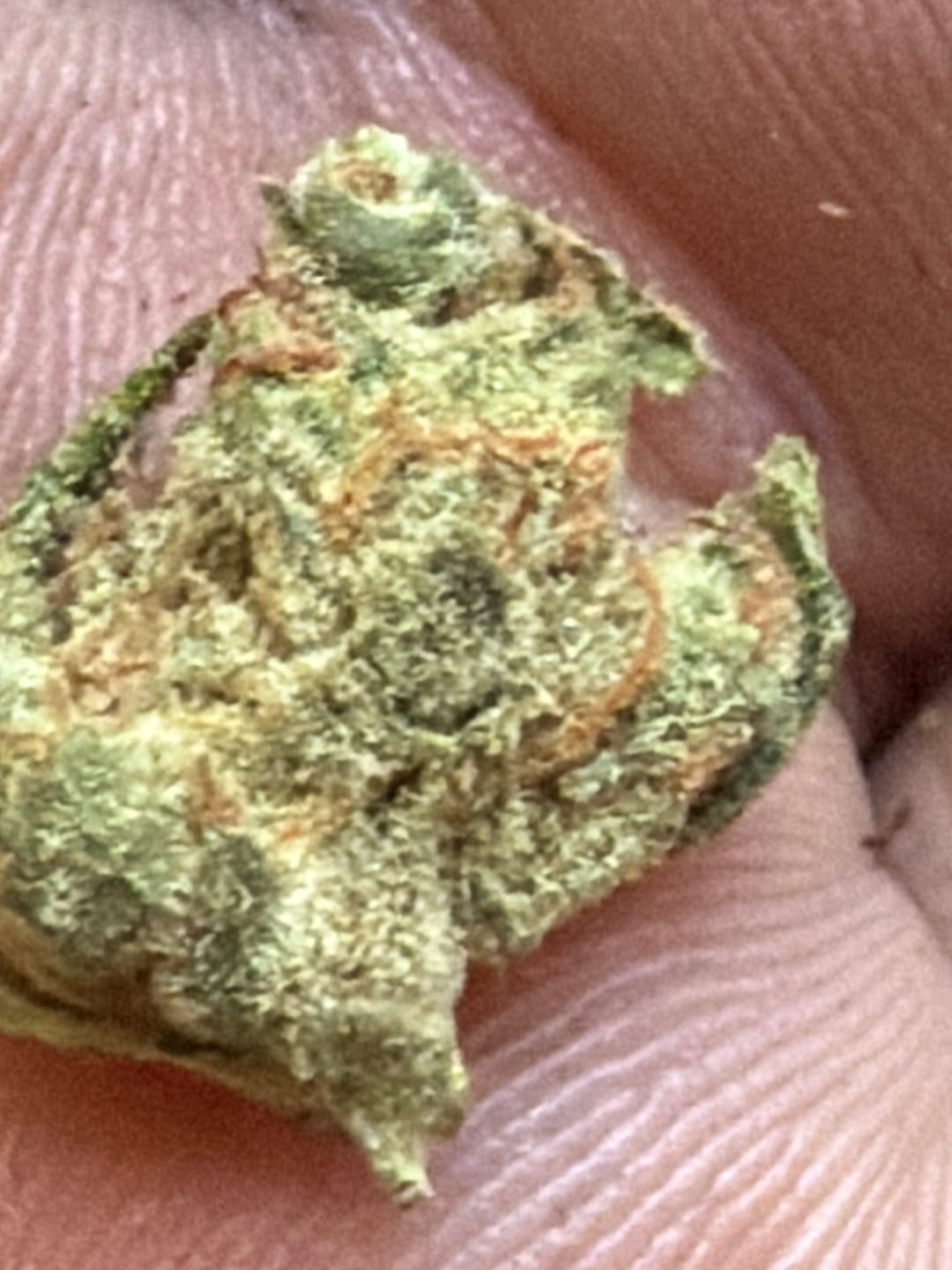 Customer photo review of Gorilla Glue Indoor Minis - Bulk Minis - Hybrid