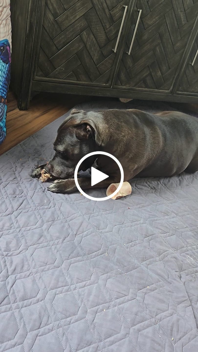 Customer video review of Ostrich Foot Bone (7" x 3.5"): The Flavorful & Long-Lasting Chew for Small to Medium Dogs
