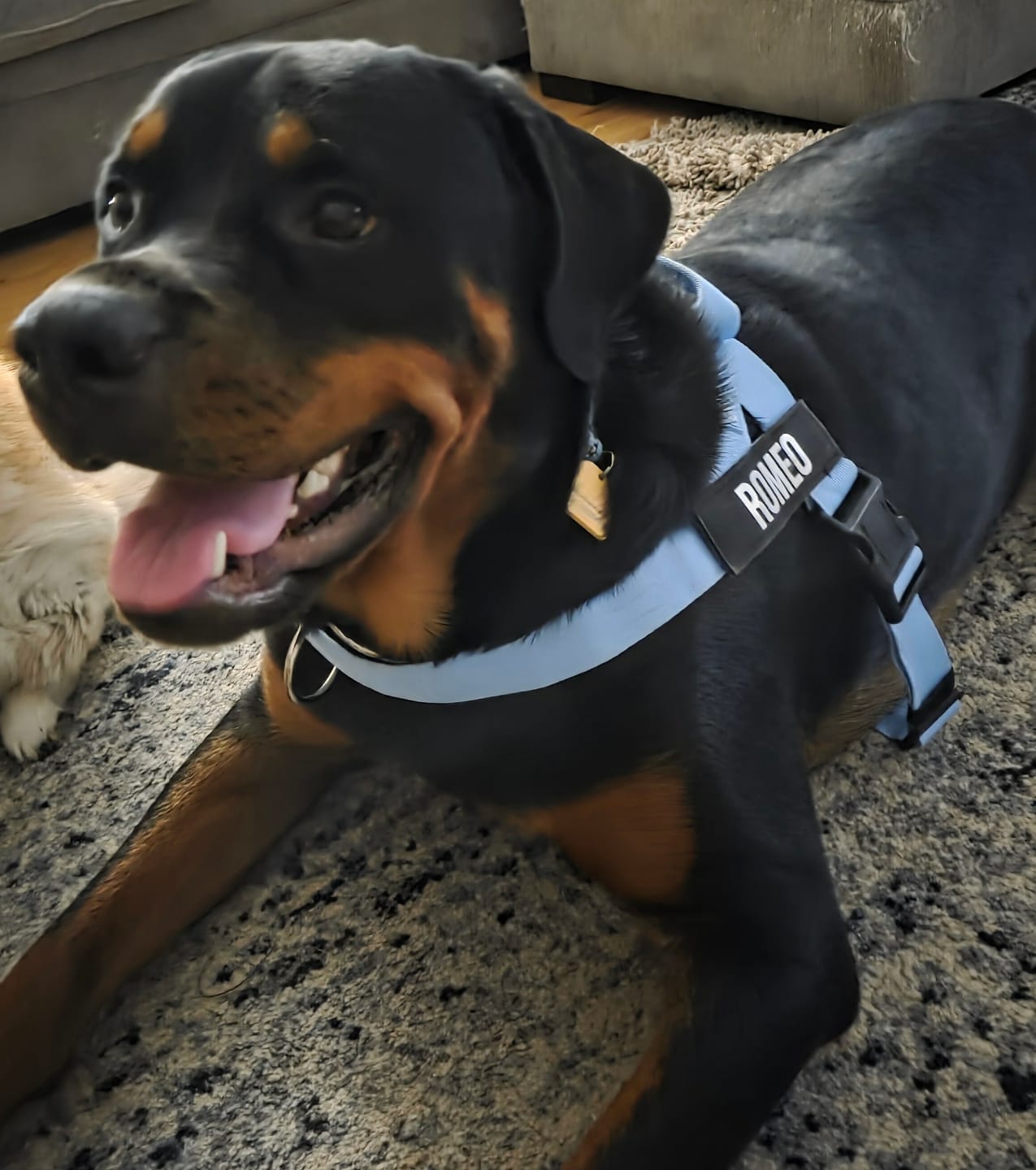 Customer photo review of No-Pull Harness