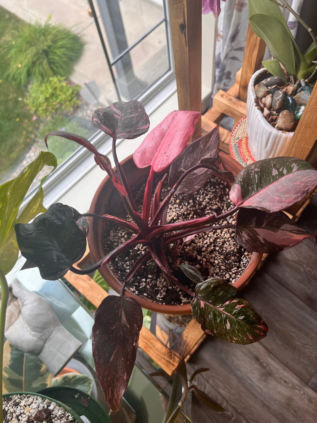 Customer photo review of Kelpy Food for Plants