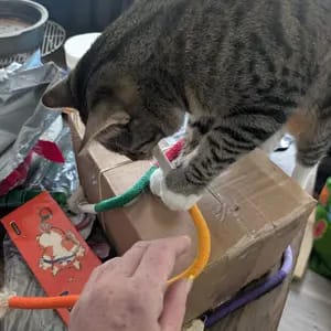 Customer photo review of Cat Chew Rope Toys for Teeth Cleaning