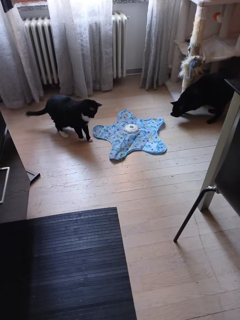 Customer photo review of Interactive Hide and Seek Cat Toy - Automatic Motion Reactive Play