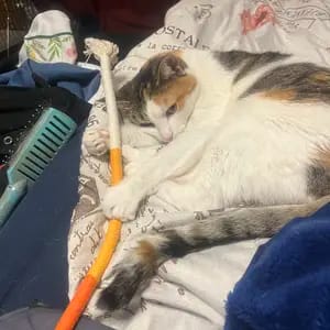 Customer photo review of Cat Chew Rope Toys for Teeth Cleaning