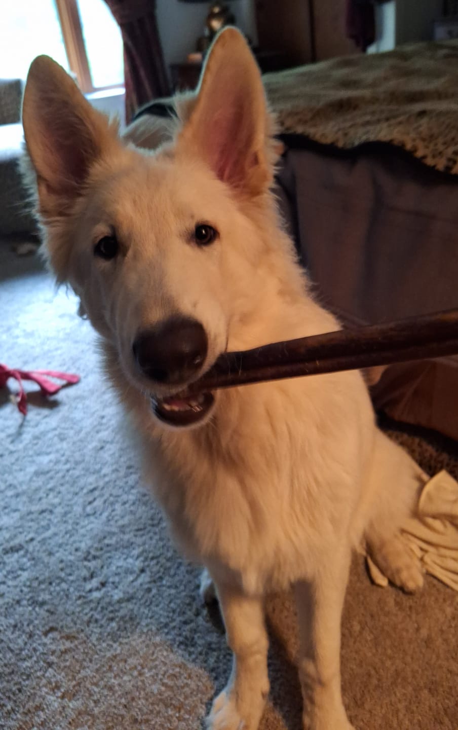 Customer photo review of Wholly Pup Gift Card
