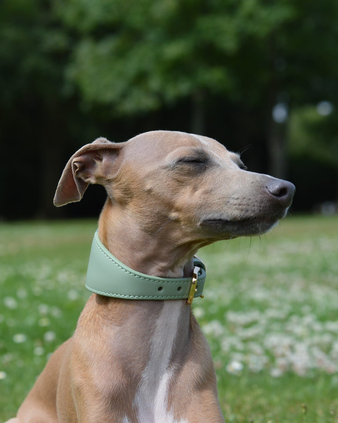 Customer photo review of Sage Hound Collar