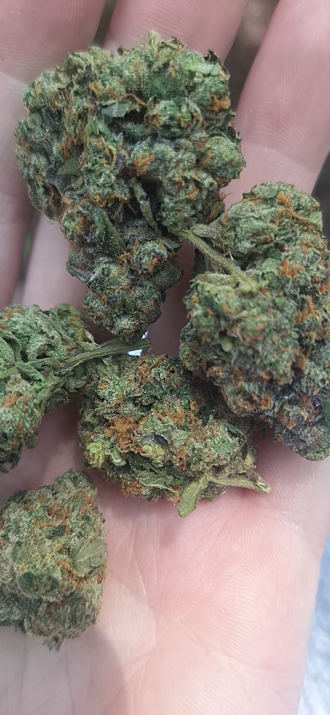 Customer photo review of Headband THCA Flower (Exotic)