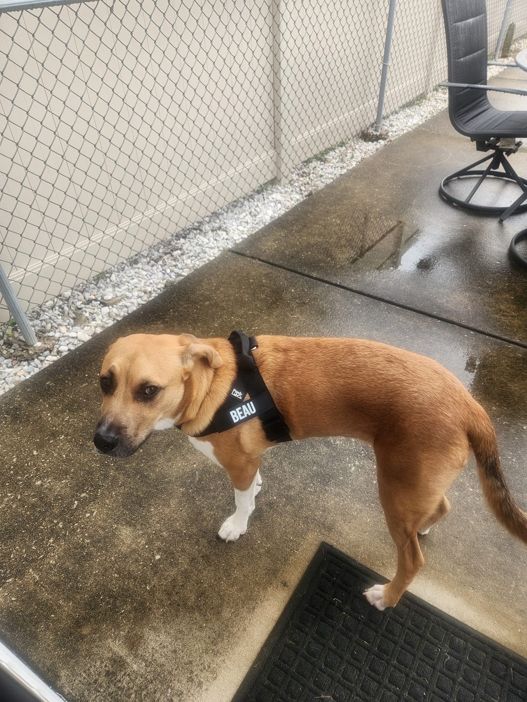 Customer photo review of No Pull Harness [Free Today]