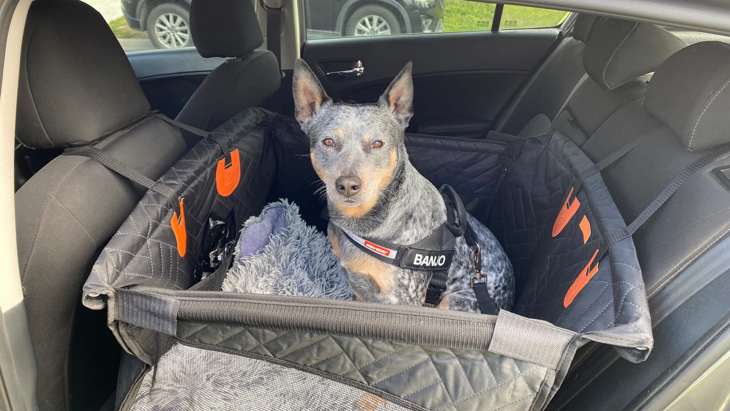 Customer photo review of Companion&Co™ Hard Bottom Car Seat Cover