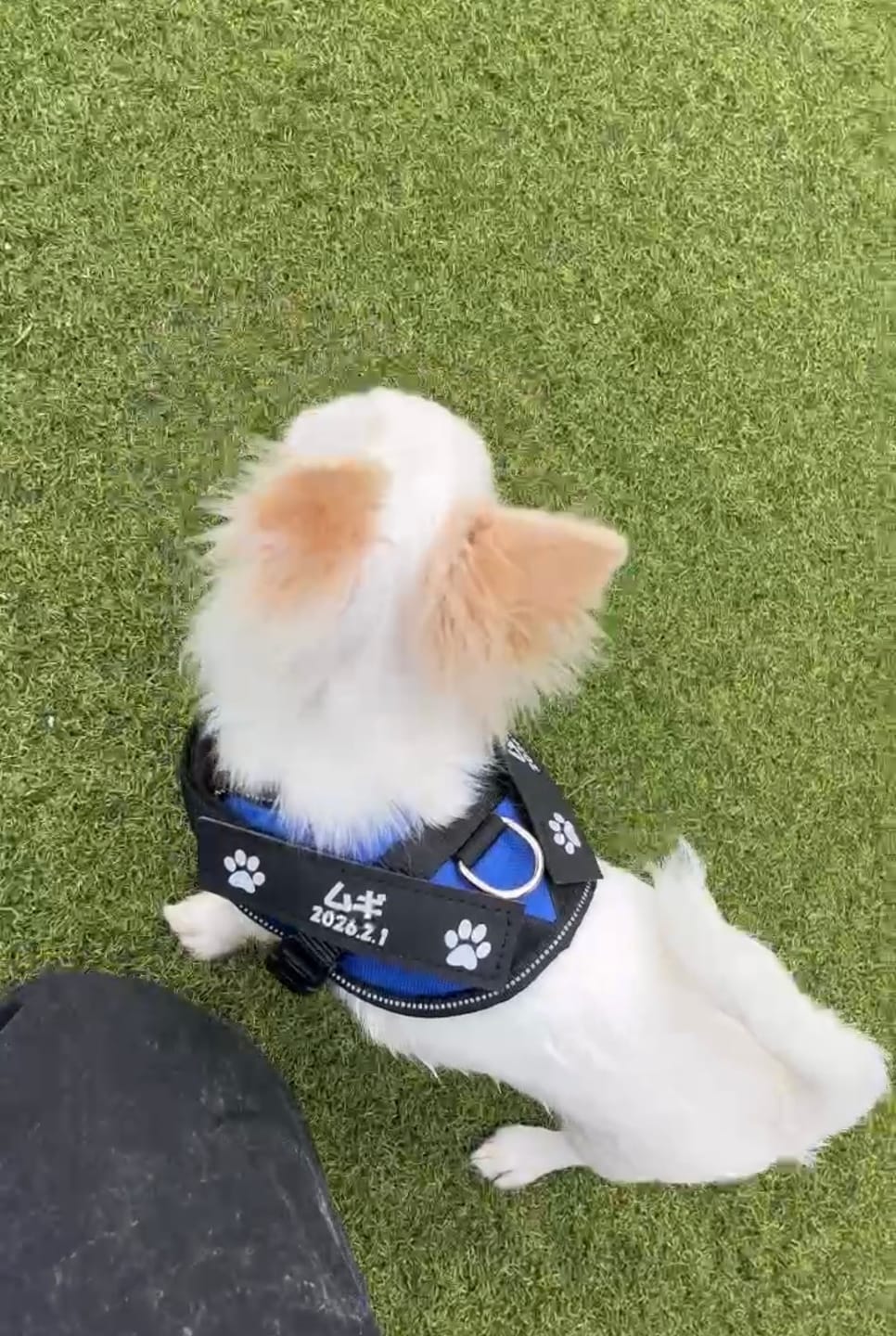 Customer photo review of 本物そっくり♪ペットフェイスバッグ