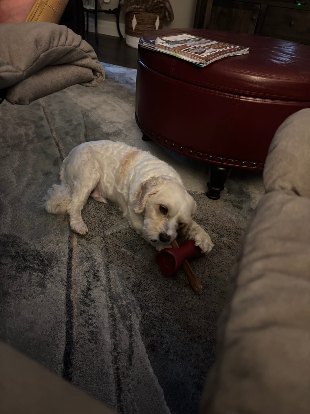 Customer photo review of Bully Stick Safety Holder